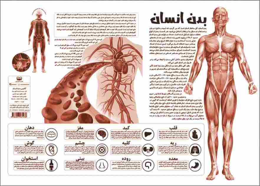 پوستر کالبد شناسی آناتومی بدن انسان 50*70 (گلاسه،باجعبه)