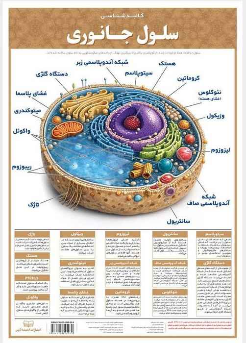 پوستر وایت بردی سلول جانوری (42*30)