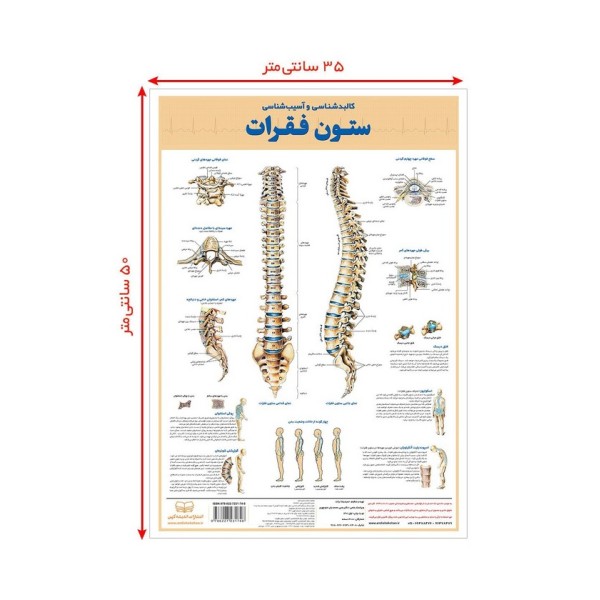 پوستر کالبد شناسی و آسیب شناسی ستون فقرات 50*35 (گلاسه،باجعبه)