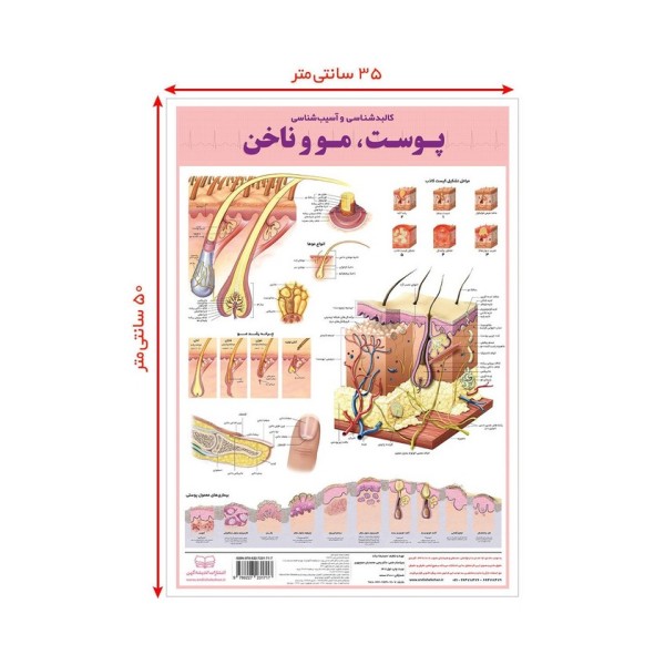 پوستر کالبد شناسی و آسیب شناسی50 پوست،مو و ناخن 50*35 (گلاسه،باجعبه)