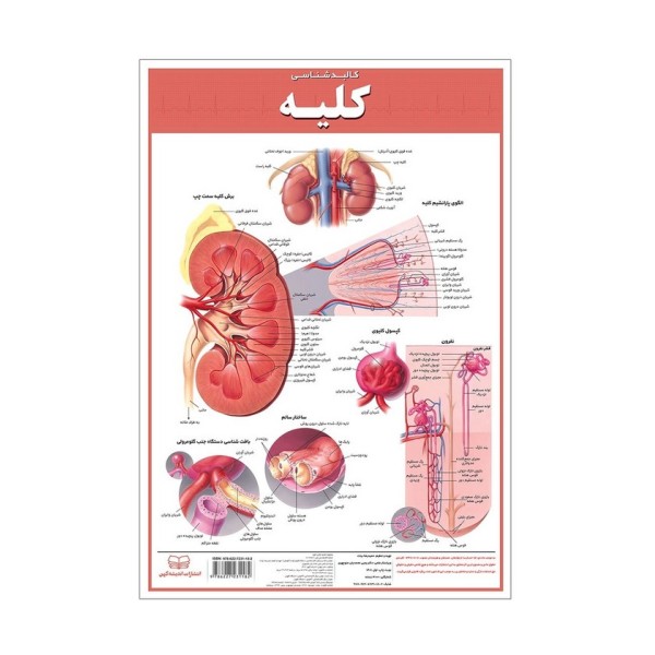 پوستر کالبد شناسی کلیه 50*35 (گلاسه،باجعبه)