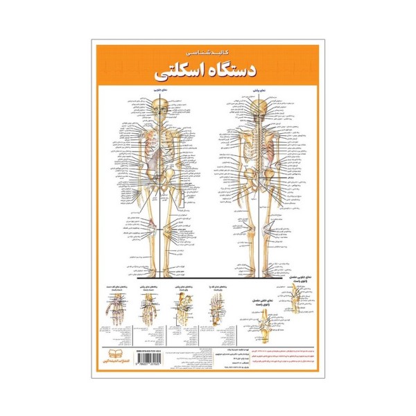 پوستر کالبد شناسی دستگاه اسکلتی 50*35 (گلاسه،باجعبه)
