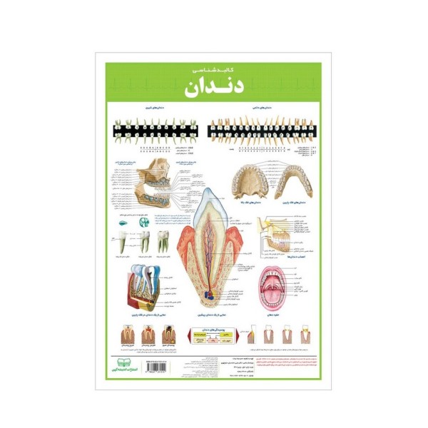 پوستر کالبد شناسی دندان 50*35 (گلاسه،باجعبه)