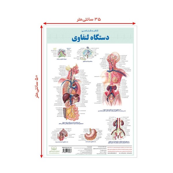 پوستر کالبد شناسی دستگاه لنفاوی 50*35 (گلاسه،باجعبه)