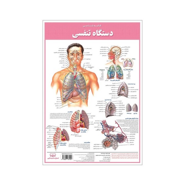 پوستر کالبد شناسی دستگاه تنفسی 50*35 (گلاسه،باجعبه)
