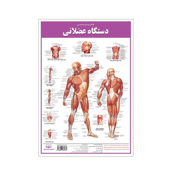 پوستر کالبد شناسی دستگاه عضلانی 50*35 (گلاسه،باجعبه)