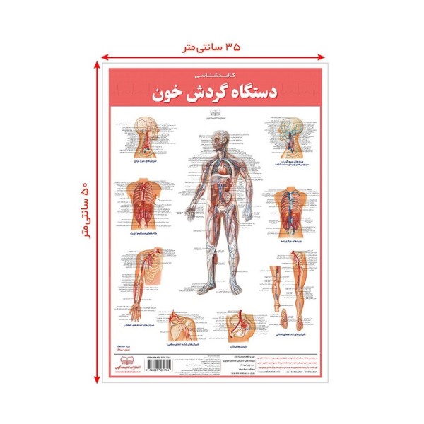 پوستر کالبد شناسی دستگاه گردش خون 50*35 (گلاسه،باجعبه)