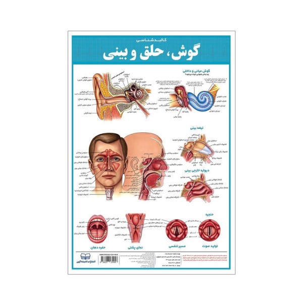 پوستر کالبد شناسی گوش،حلق و بینی 50*35 (گلاسه،باجعبه)