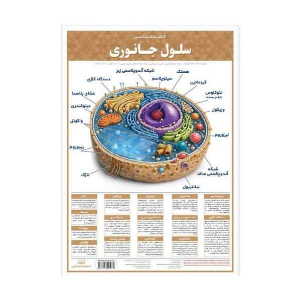 پوستر وایت بردی سلول جانوری (42*30)