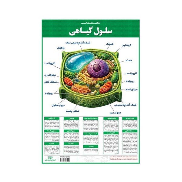 پوستر وایت بردی کالبد شناسی سلول گیاهی