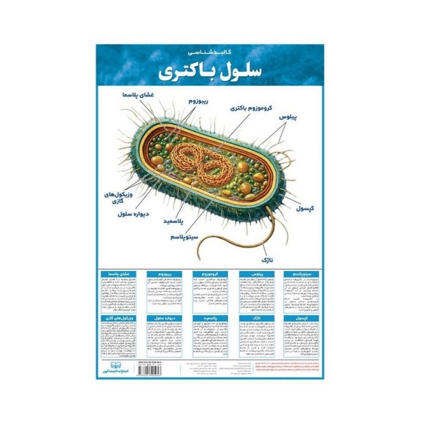 پوستر وایت بردی کالبد شناسی سلول باکتری
