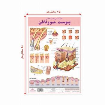 پوستر کالبد شناسی و آسیب شناسی50 پوست،مو و ناخن 50*35 (گلاسه،باجعبه)