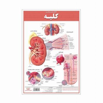 پوستر کالبد شناسی کلیه 50*35 (گلاسه،باجعبه)