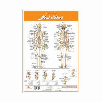 پوستر کالبد شناسی دستگاه اسکلتی 50*35 (گلاسه،باجعبه)