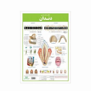 پوستر کالبد شناسی دندان 50*35 (گلاسه،باجعبه)
