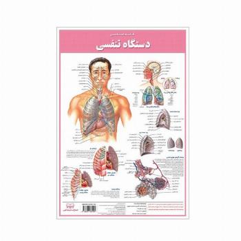 پوستر کالبد شناسی دستگاه تنفسی 50*35 (گلاسه،باجعبه)