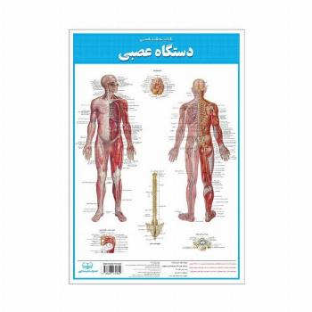 پوستر کالبد شناسی دستگاه عصبی 50*35 (گلاسه،باجعبه)