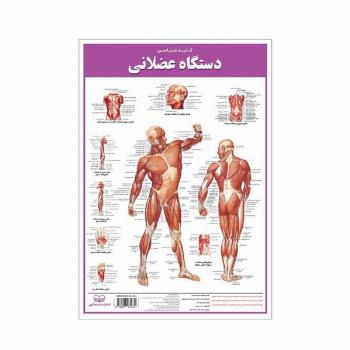 پوستر کالبد شناسی دستگاه عضلانی 50*35 (گلاسه،باجعبه)