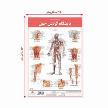 پوستر کالبد شناسی دستگاه گردش خون 50*35 (گلاسه،باجعبه)