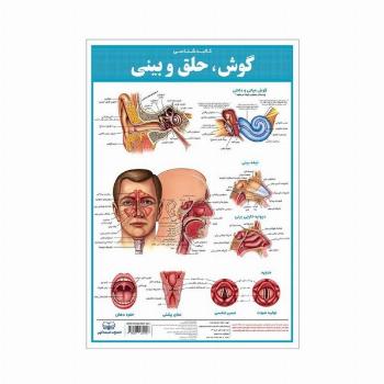 پوستر کالبد شناسی گوش،حلق و بینی 50*35 (گلاسه،باجعبه)