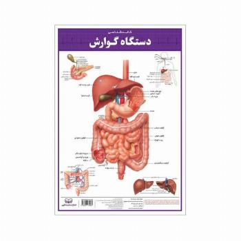 پوستر کالبد شناسی دستگاه گوارش 50*35 (گلاسه،باجعبه)
