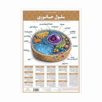 پوستر وایت بردی سلول جانوری (42*30)