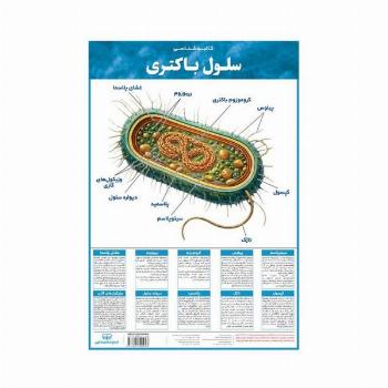 پوستر وایت بردی کالبد شناسی سلول باکتری